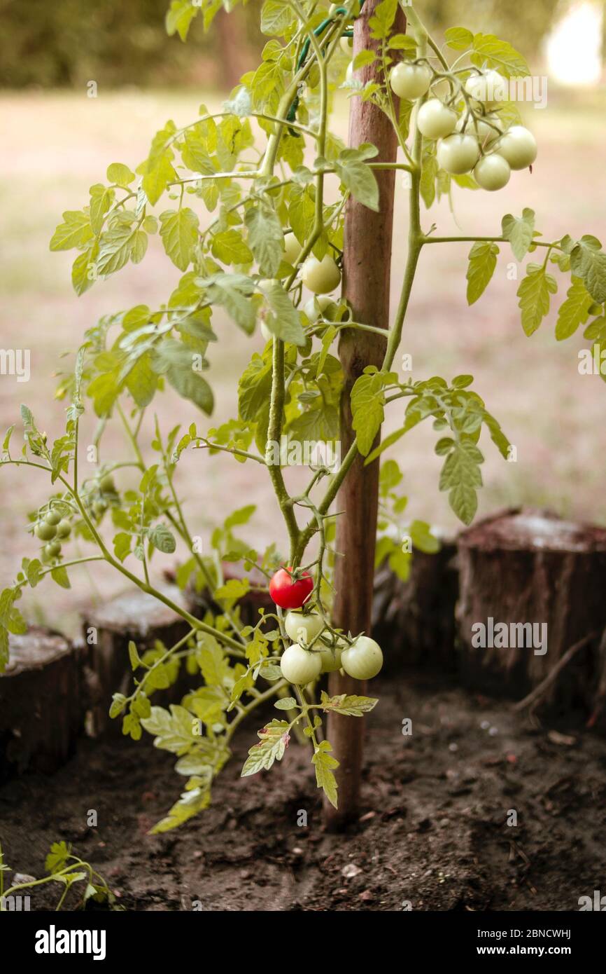 Vertikale Aufnahme eines Tomatenbaums mit grünen Tomaten Stockfoto