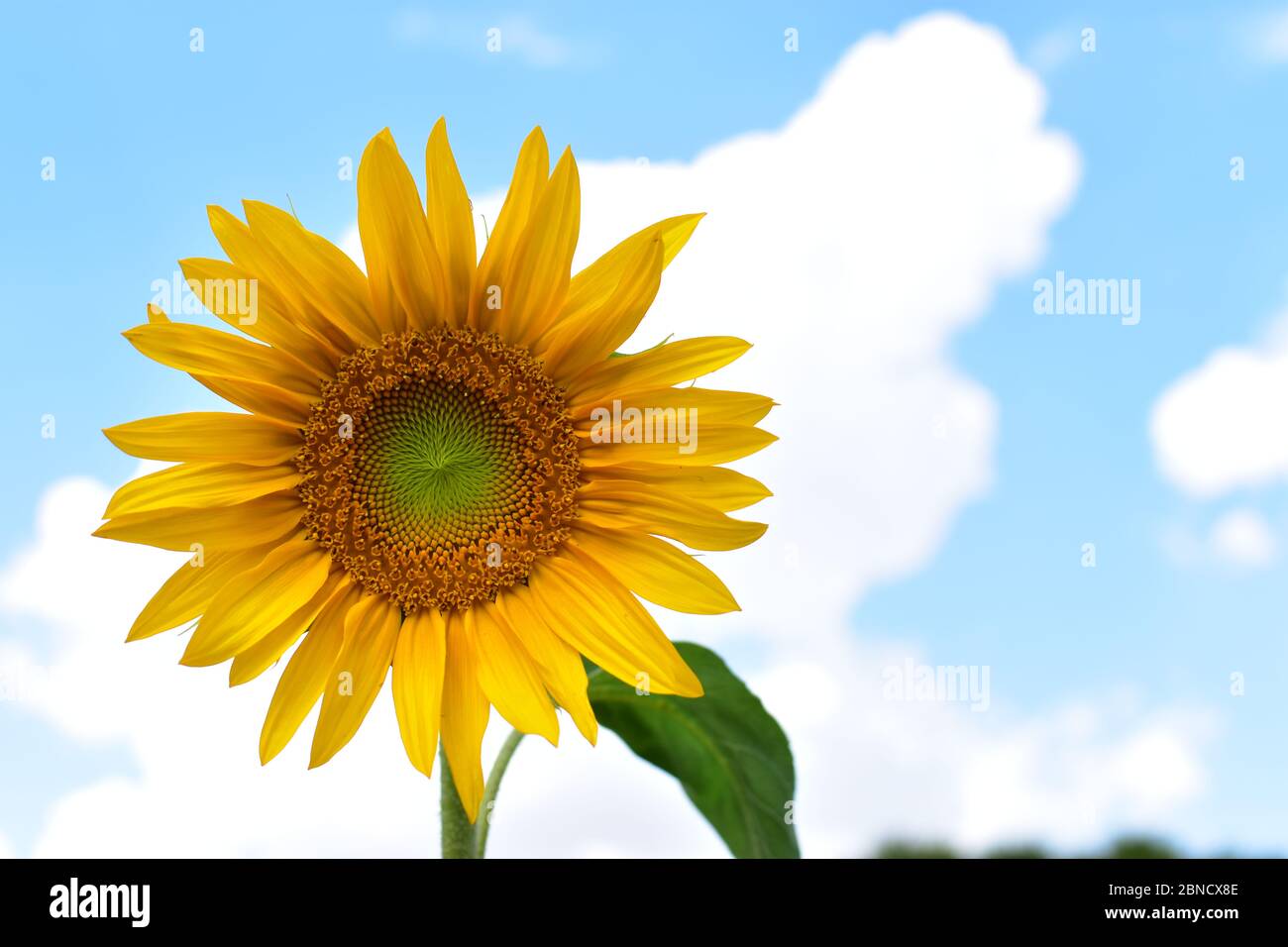 Sonnenblume mit blauem Himmelshintergrund Stockfoto