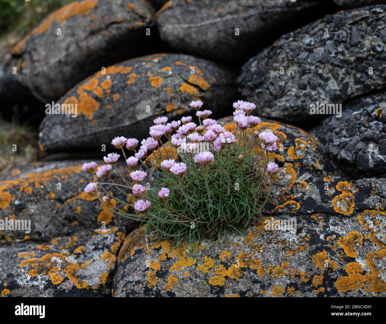 Rosa Meer (Armeria Maritima) Stockfoto