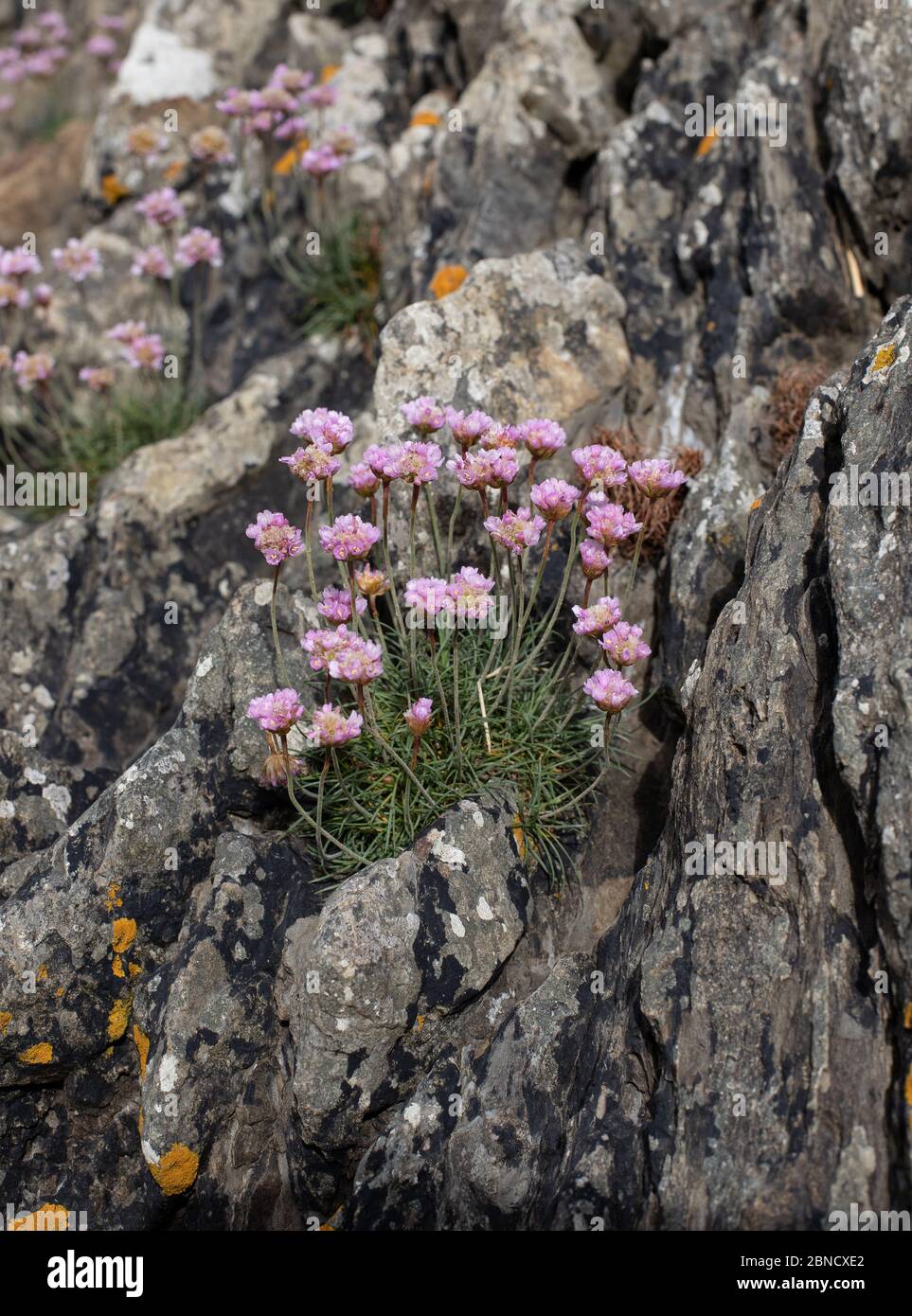 Meer Sparsamkeit (Armeria Maritima) Stockfoto