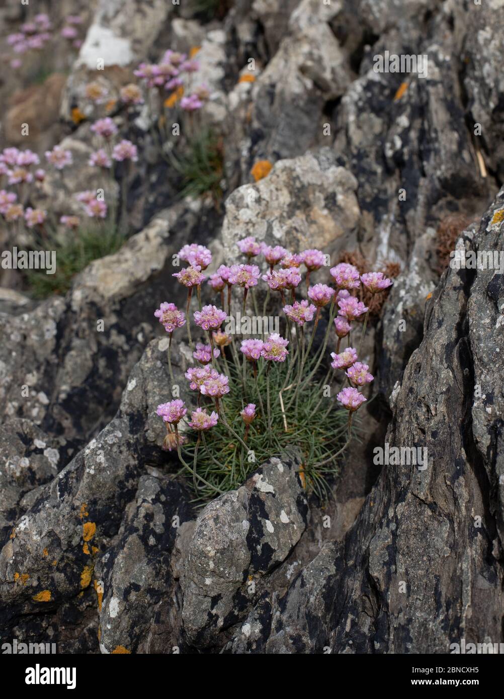 Sea Pink (Armeria Maritima) wächst in Spalt. Stockfoto