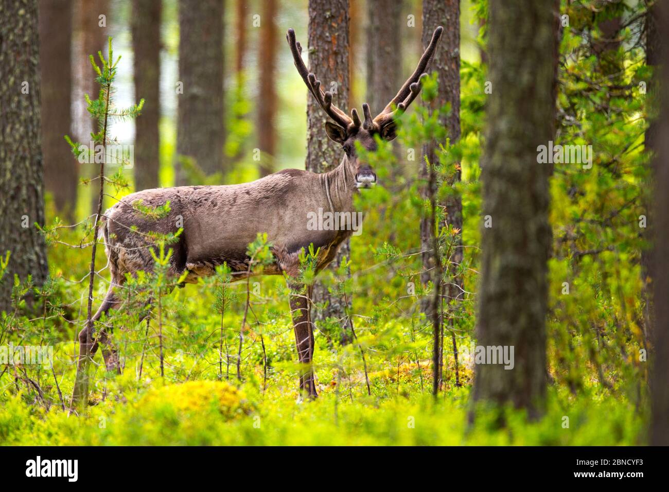 Finnische Rentiere (Rangifer tarandus fennicus) in Samt, in Wald, Viiksimo, Kuhmo Region, Finnland. Juli. Diese seltene Art wurde fast ex Stockfoto