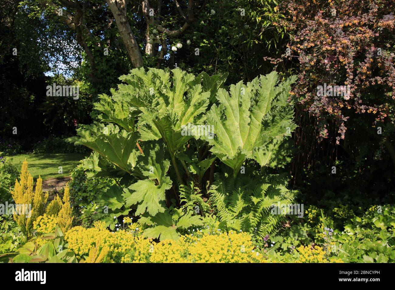 Gunnera manicata Pflanze wächst in einem britischen Garten. Stockfoto