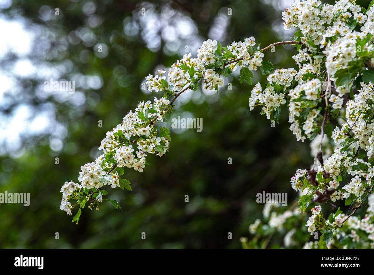 Blühender Weißdornbusch. Frühlingsbaum in Blüte. Stockfoto