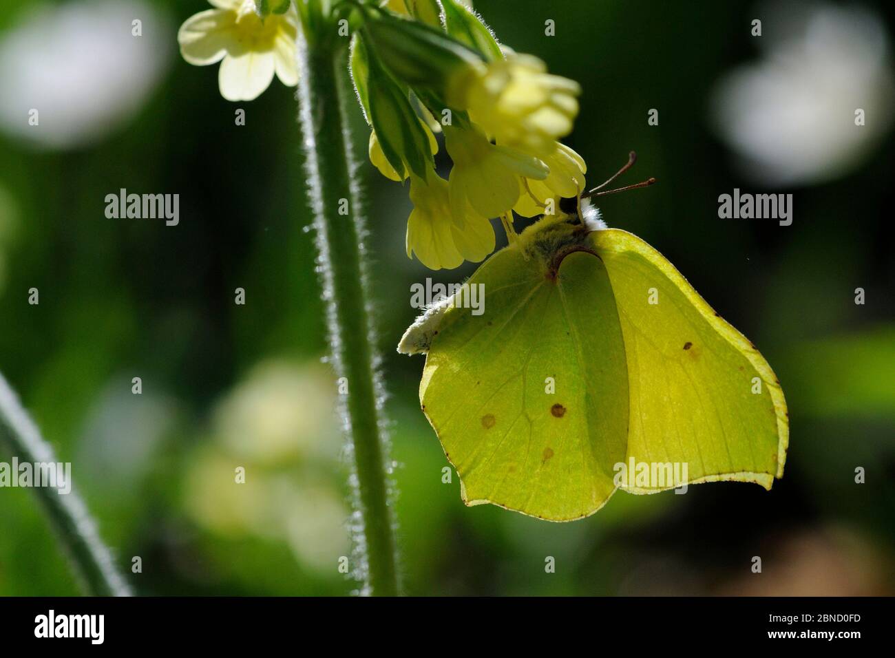 Gewöhnlicher Schwefel (Gonepteryx rhamni), der auf Primula ruht. Vosges, Frankreich, April. Stockfoto