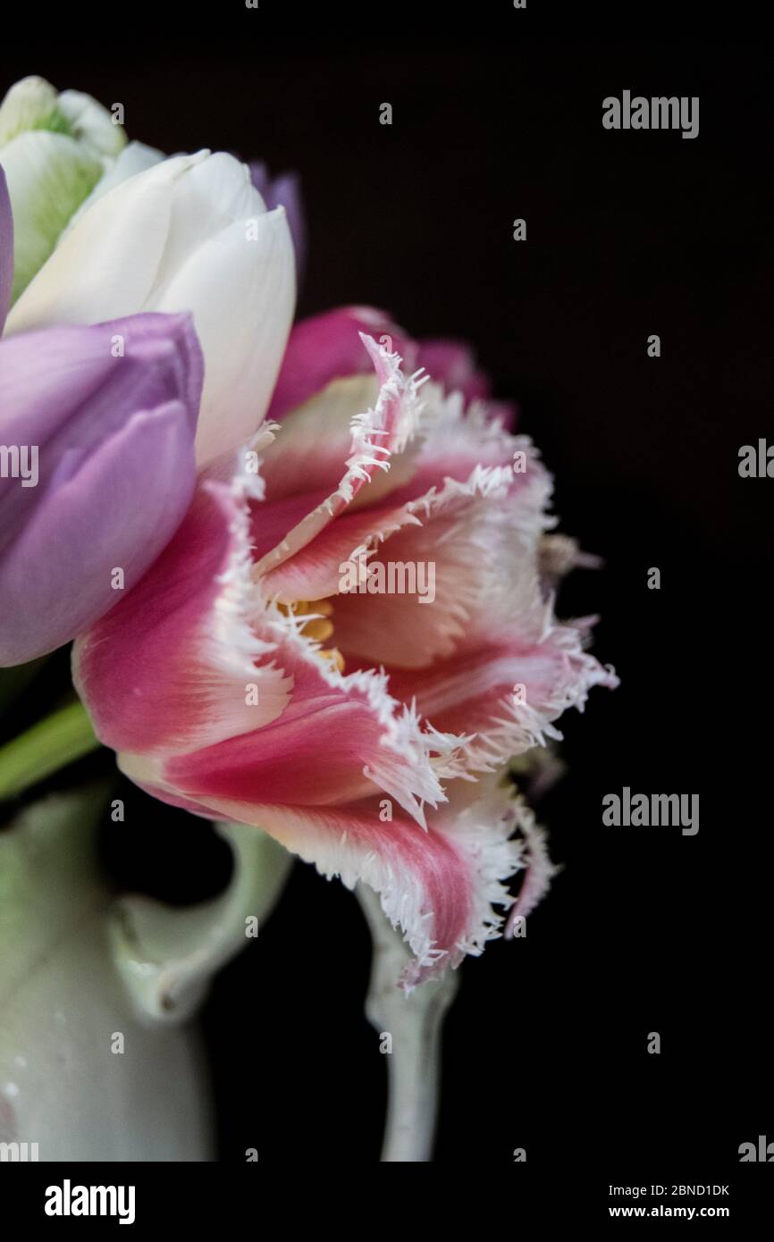 Teilbild der antiken Vase mit Bouquet von gefiederten Tulpen vor schwarzem Hintergrund Stockfoto