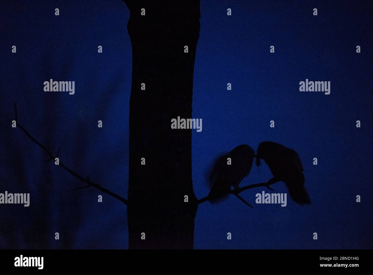 Männliche Uraleule (Strix uralensis) Balz Fütterung des Weibchens in der Dunkelheit, Süd-Estland, März. Stockfoto