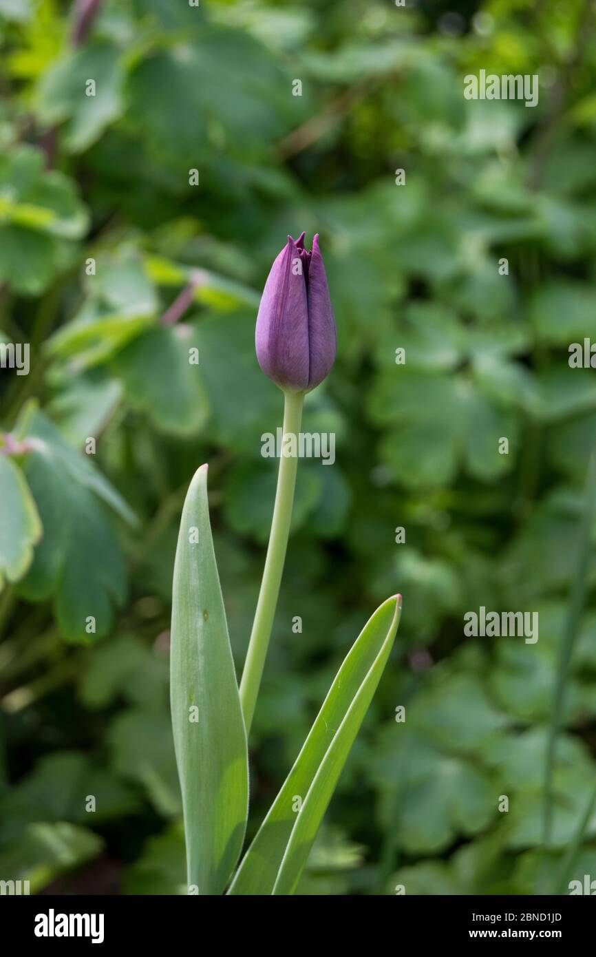 Einsame violette Tulpe Stockfoto