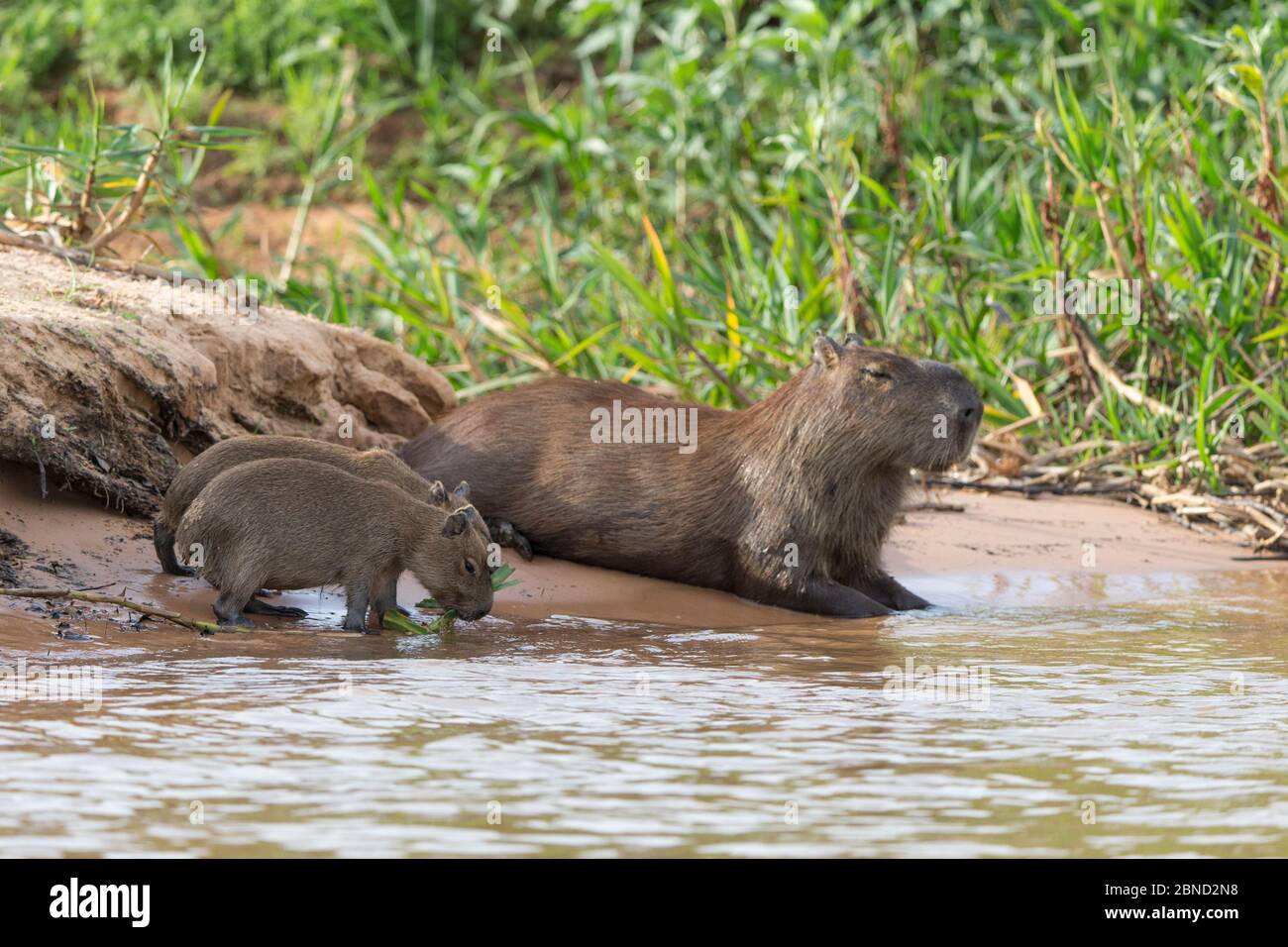 Capybara (Hydrochaeris hydrochaeris) Mutter und Babys, Pantanal, Brasilien. Stockfoto