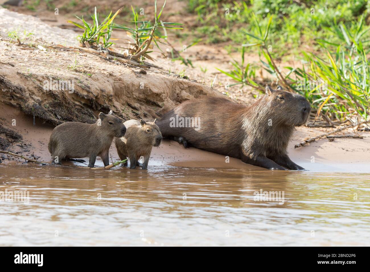 Capybara (Hydrochaeris hydrochaeris) Mutter und Babys, Pantanal, Brasilien. Stockfoto