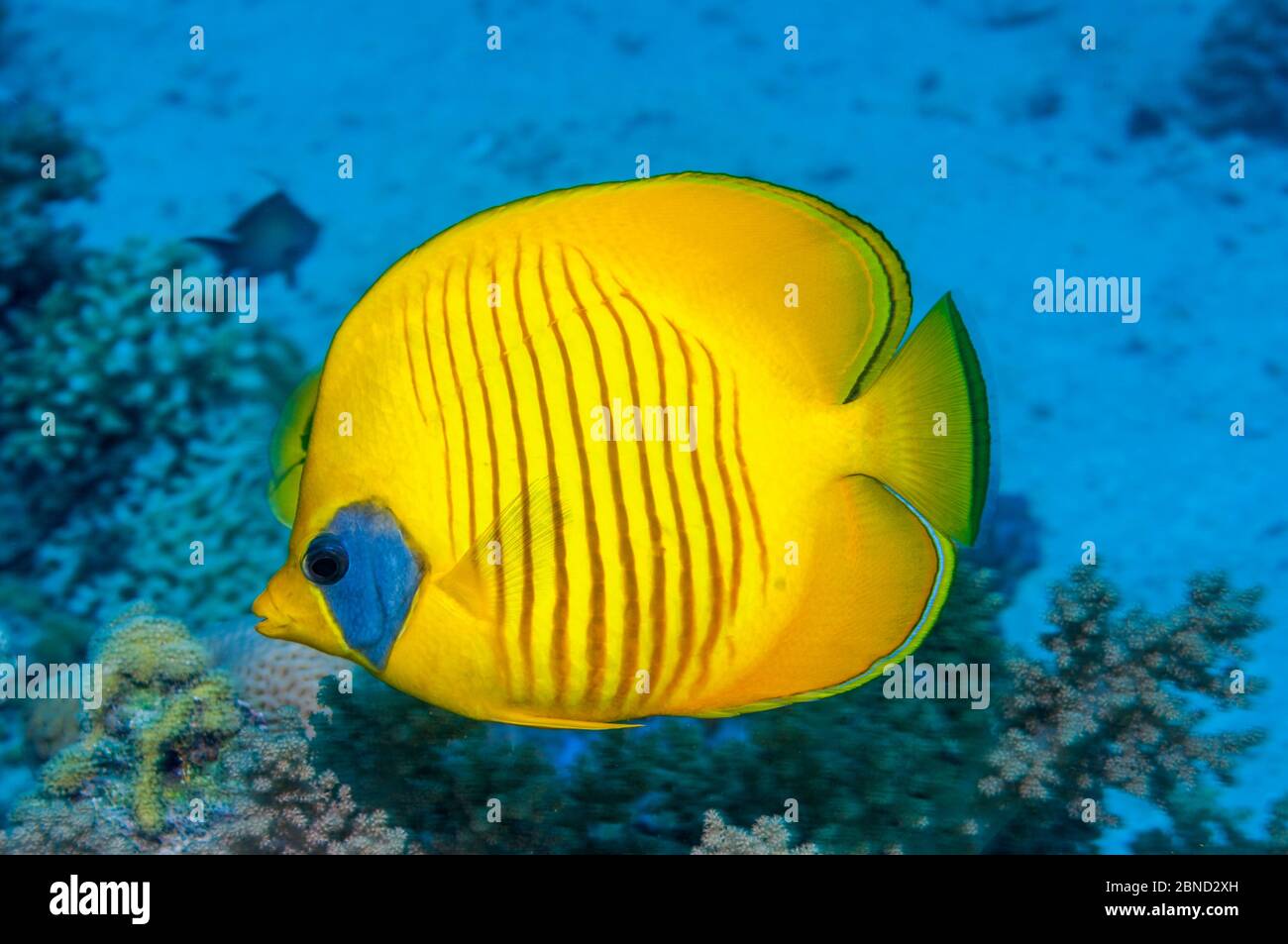 Rotes meer endemisch -Fotos und -Bildmaterial in hoher Auflösung – Alamy
