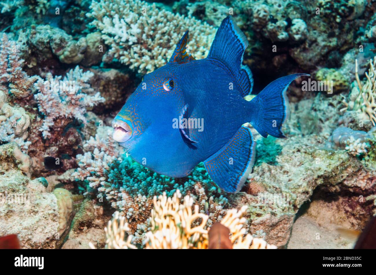 Blauer Drückerfisch (Pseudobalistes fuscus). Ägypten, Rotes Meer. Indo-Pazifik. Stockfoto