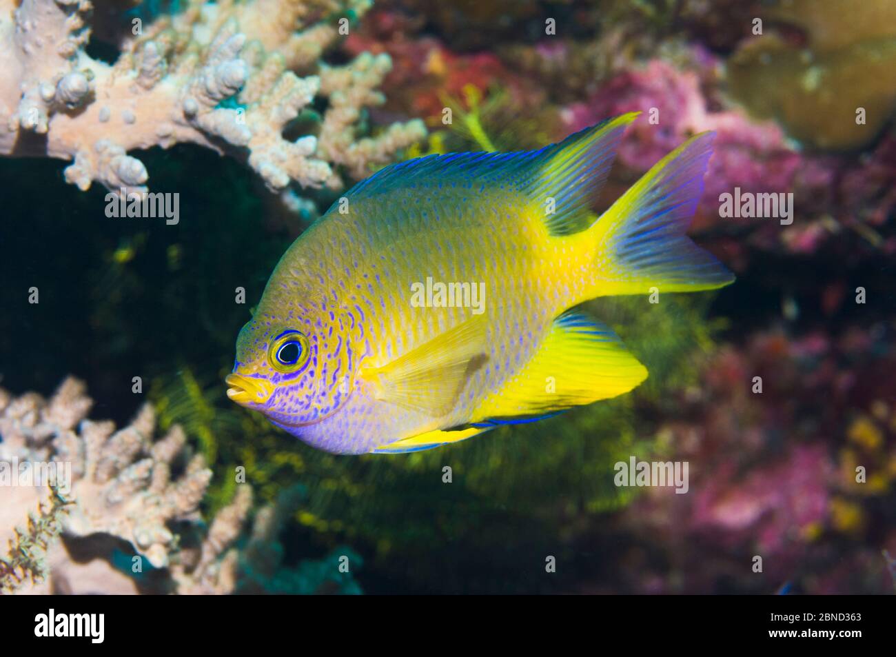 Goldener Riffbarsch (Amblyglyphidodon Aureus).  Andamanensee, Thailand. Stockfoto