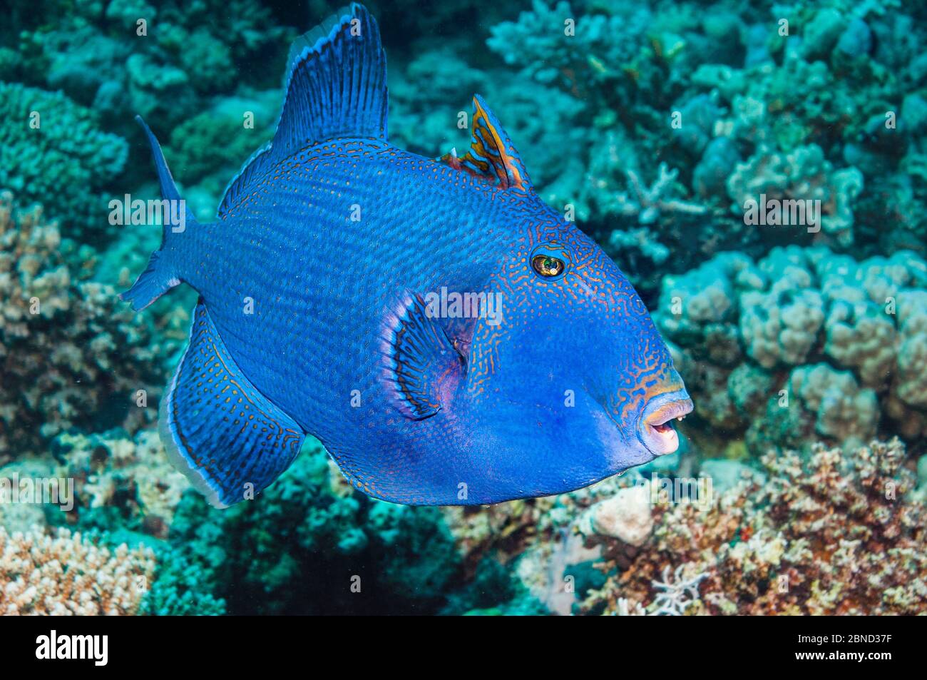 Blauer Drückerfisch (Pseudobalistes fuscus). Ägypten, Rotes Meer. Indo-Pazifik. Stockfoto