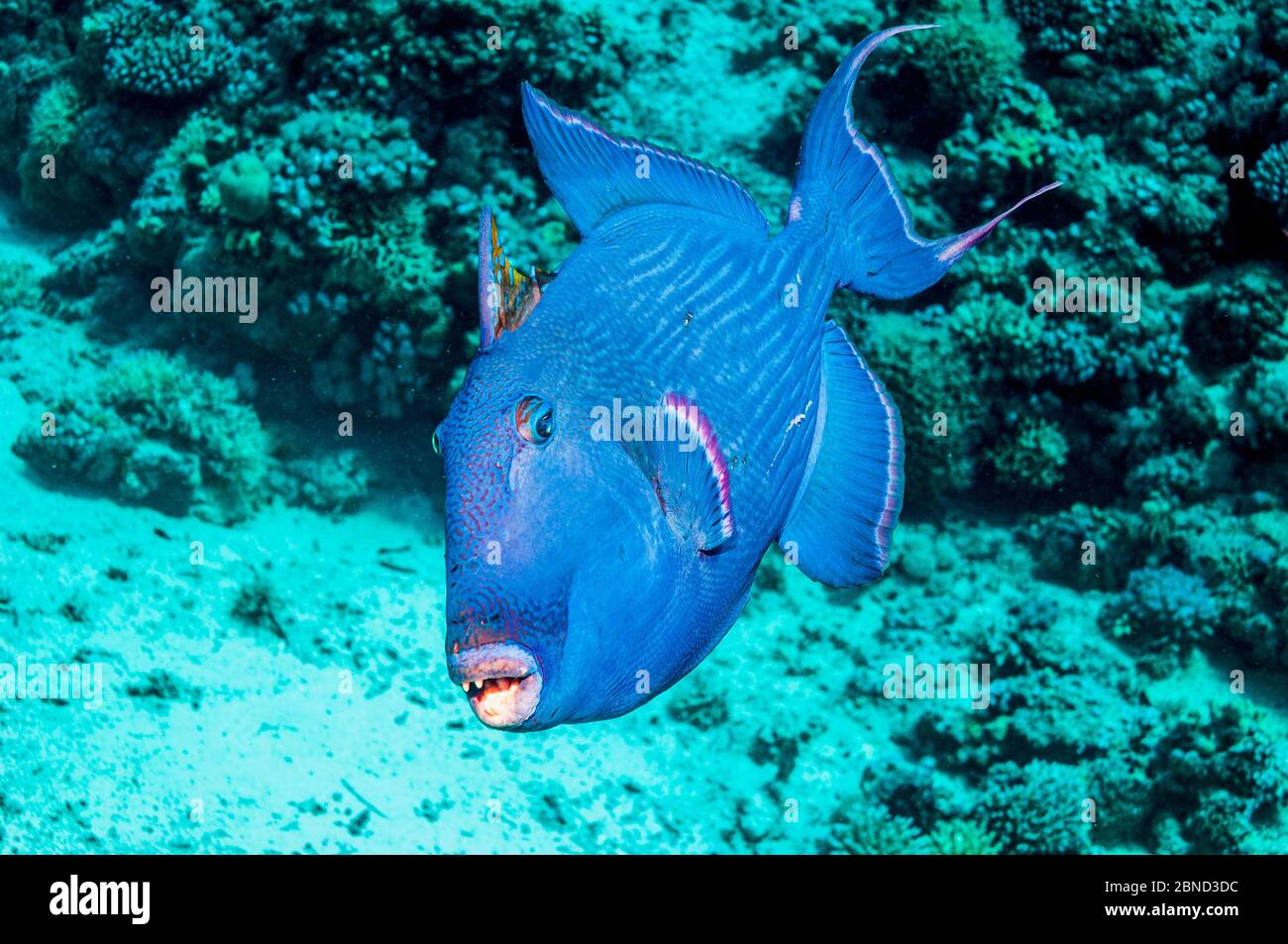 Blauer Drückerfisch (Pseudobalistes fuscus). Ägypten, Rotes Meer. Indo-Pazifik. Stockfoto