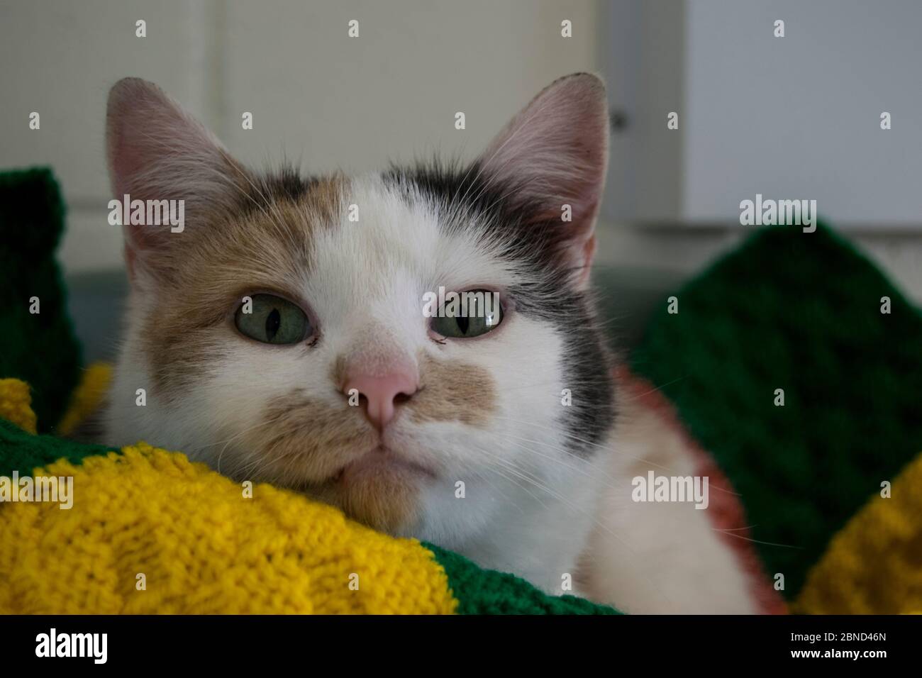 Entspannte Hausrettungs-Katze Stockfoto
