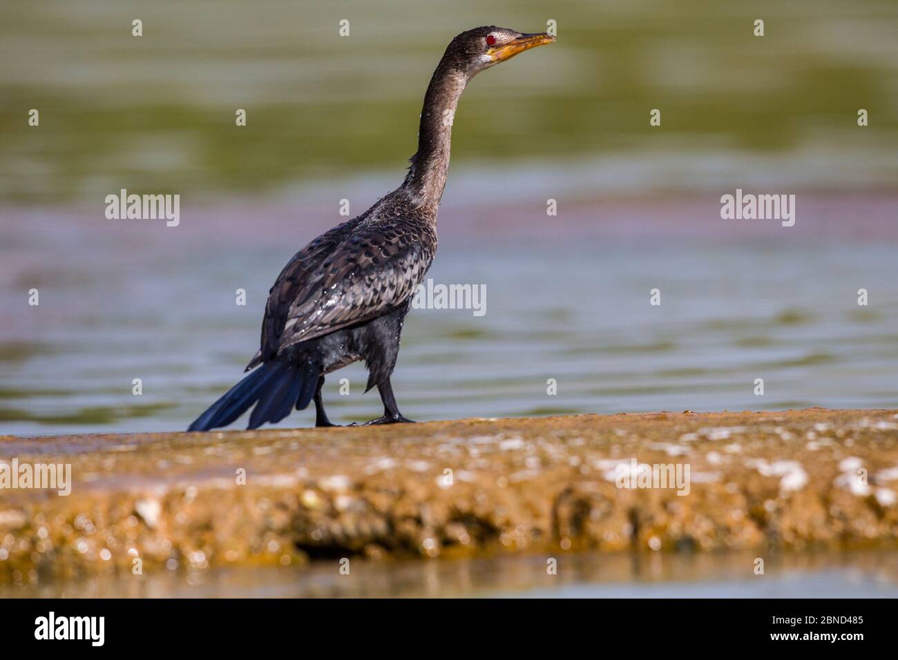 Schilfrohr (Micorcarbo africanus) am Ufer, Lake Tana Biosphere Reserve, Äthiopien. Stockfoto