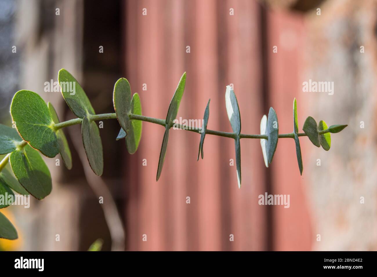 Herzförmige Blätter für Floristen Laub Stockfoto
