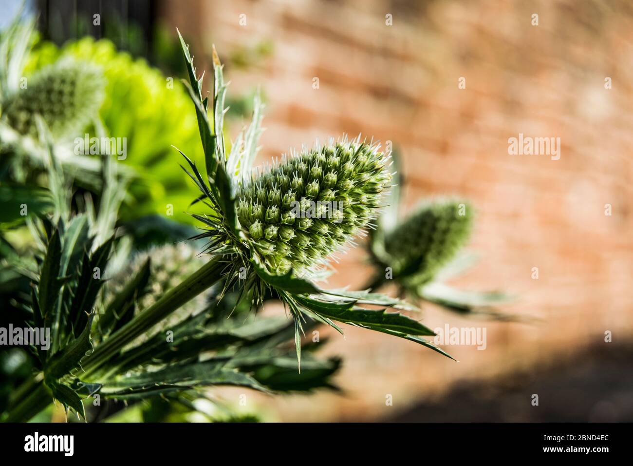 Sea Holly gegen eine Sandsteinmauer Stockfoto