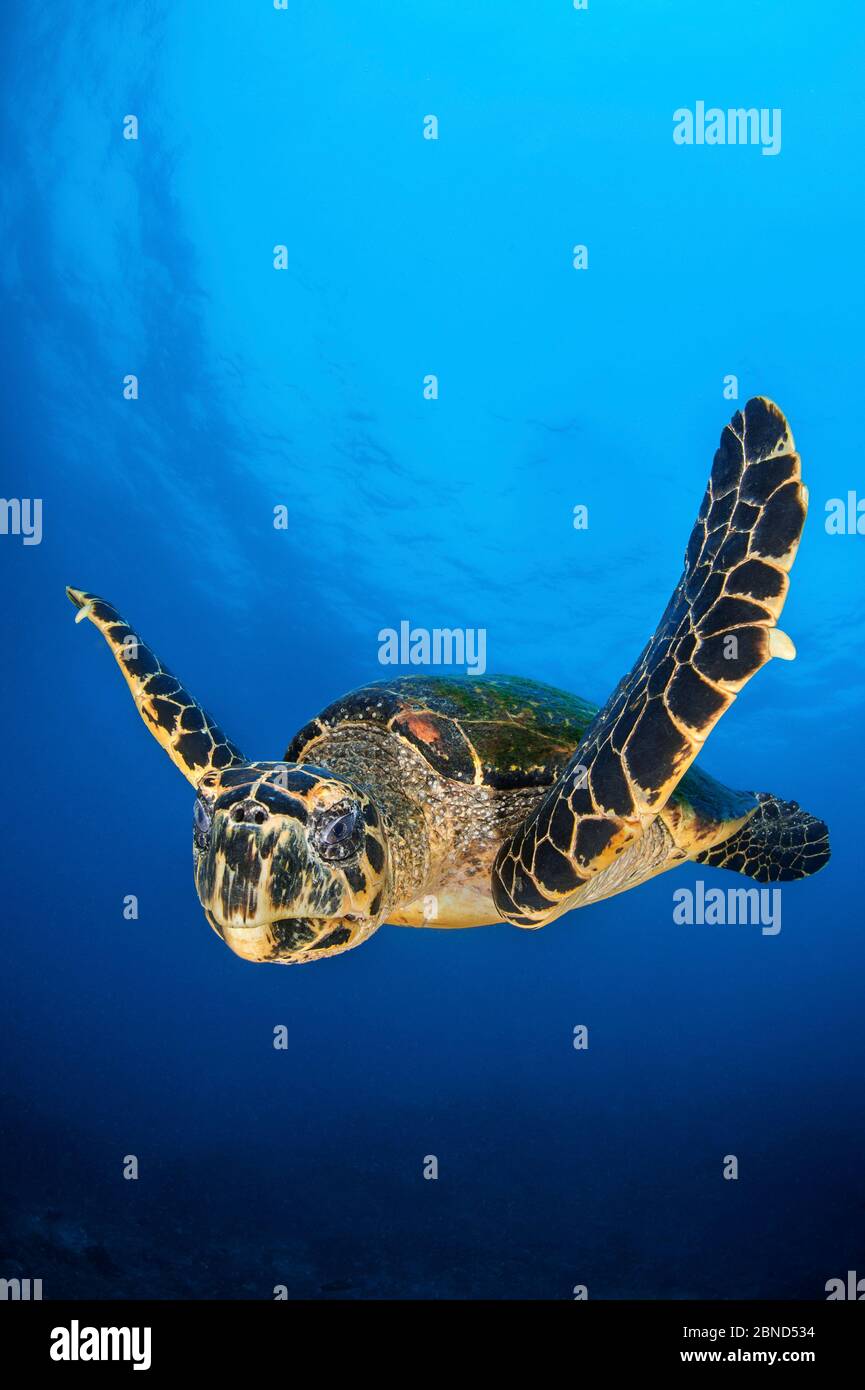 Hawksbill Schildkröte (Eretmochelys imbricata) Männchen schwimmt im offenen Wasser über einem Korallenriff. Tank Rock, Fiabacet, Misool, Raja Ampat, West Papua, Indones Stockfoto