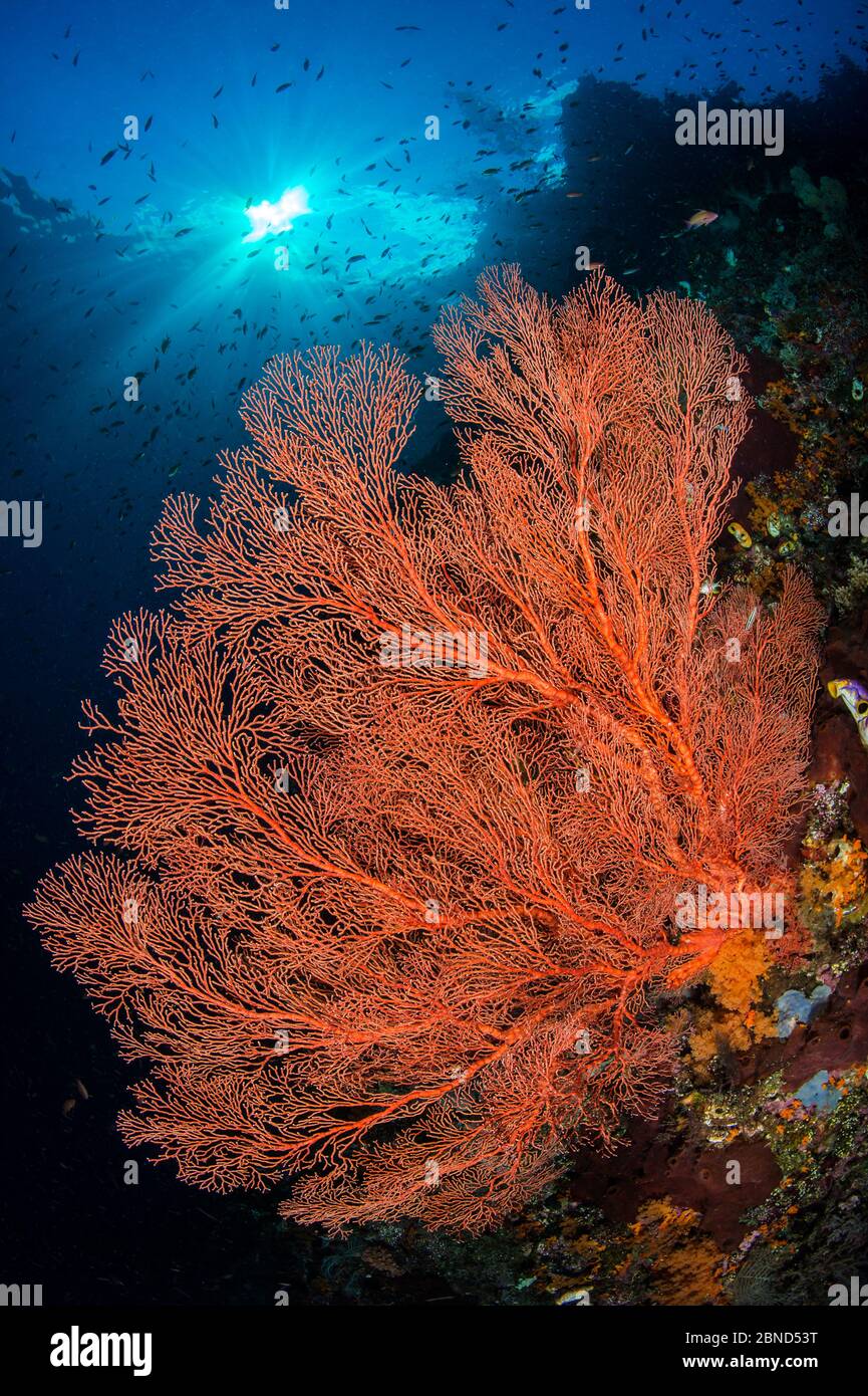 Roter Meeresfan (Melithaea sp.) auf einer Korallenriffwand. Nudi Rock, Fiabacet Inseln, Misool, Raja Ampat, West Papua, Indonesien. Stockfoto