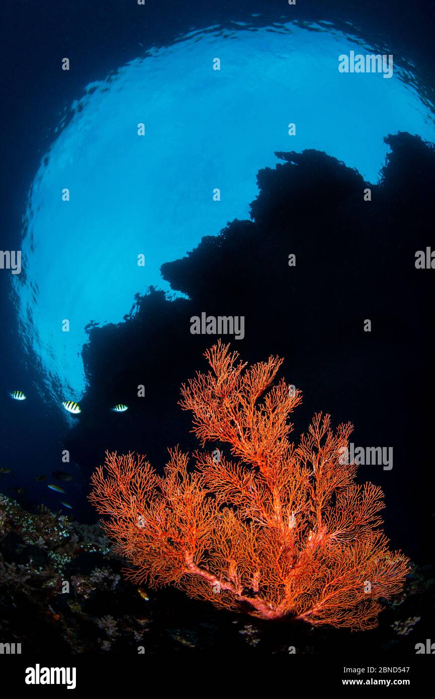 Rotmeerfächerwuchs (Melithaea sp.) unter dem Überhang einer Insel. Andiamo, Daram Inseln, Misool, Raja Ampat, West Papua, Indonesien. Pazifik Stockfoto