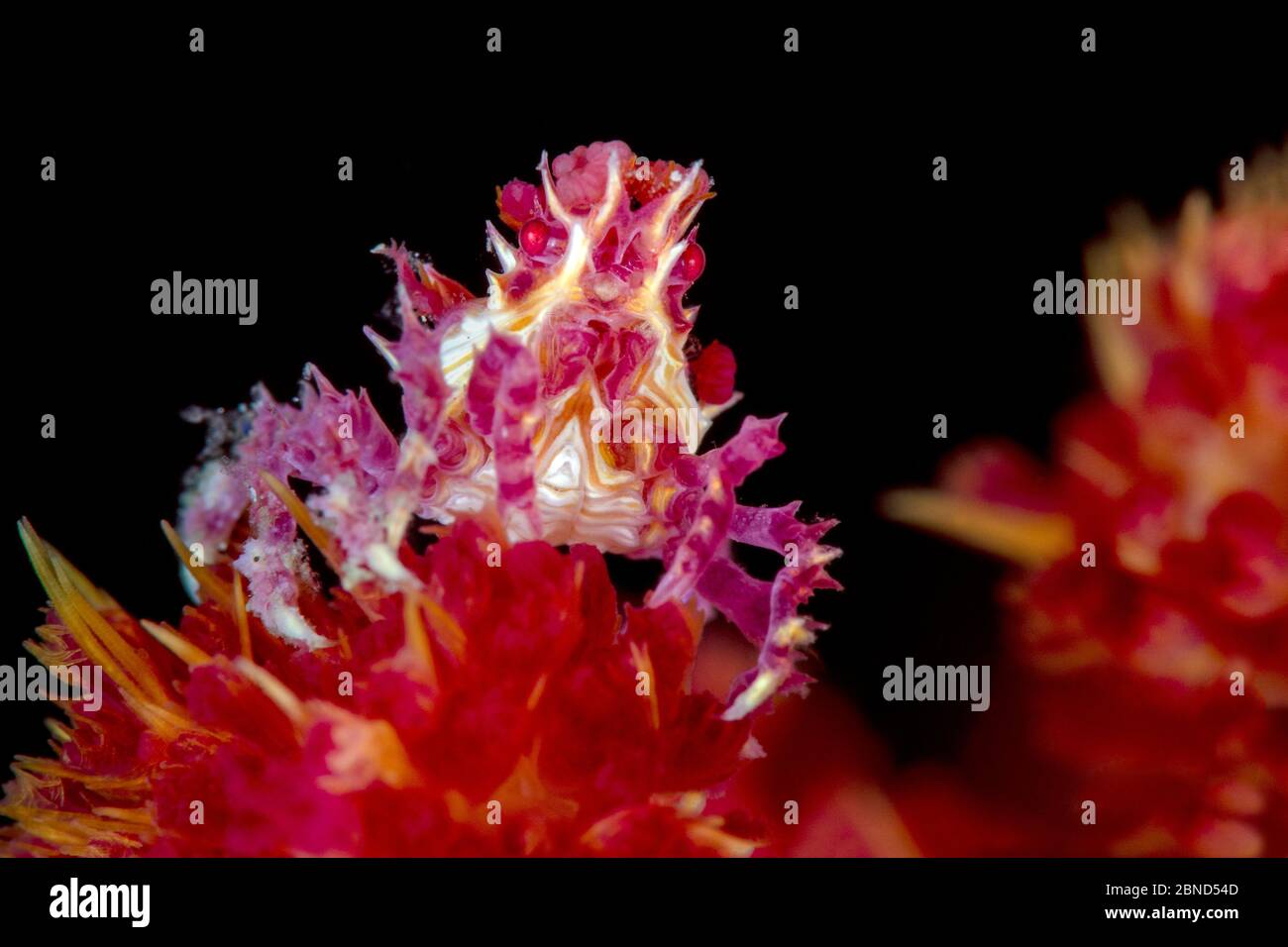 Bonbons (Hoplofrys oatesi), mit weichen Korallenpolypen, die am Körper haften, auf Weichkorallen (Dendronepthya sp) in der Nacht. Yillet Kecil, Yillet-Inseln, Mi Stockfoto