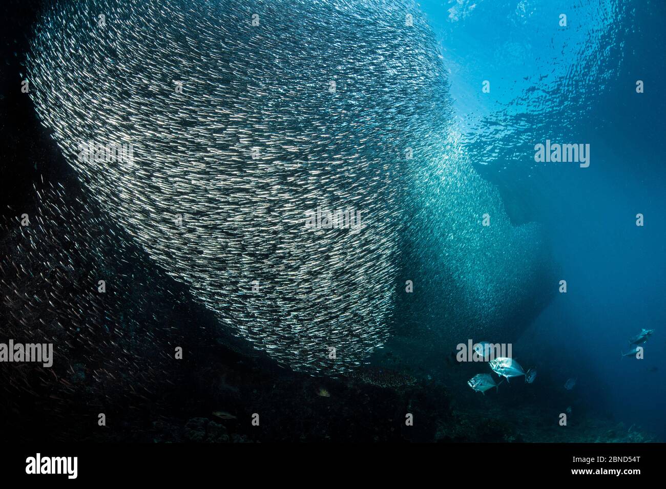 Massive Köderkugel aus Silbersiden (Atherinidae), die neben einer Insel steht, da sie von Talang-Queenfish (Scomberoides commersonnianus) und Bon gejagt wird Stockfoto