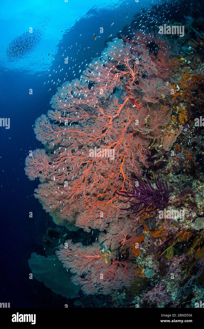 Riesenmeerfische (Melithaea sp.) wachsen an der Wand eines Kanals zwischen Inseln, mit Glasfisch (Ambassidae) Gorgonian Passage, Wayil Batan, Misool, R Stockfoto