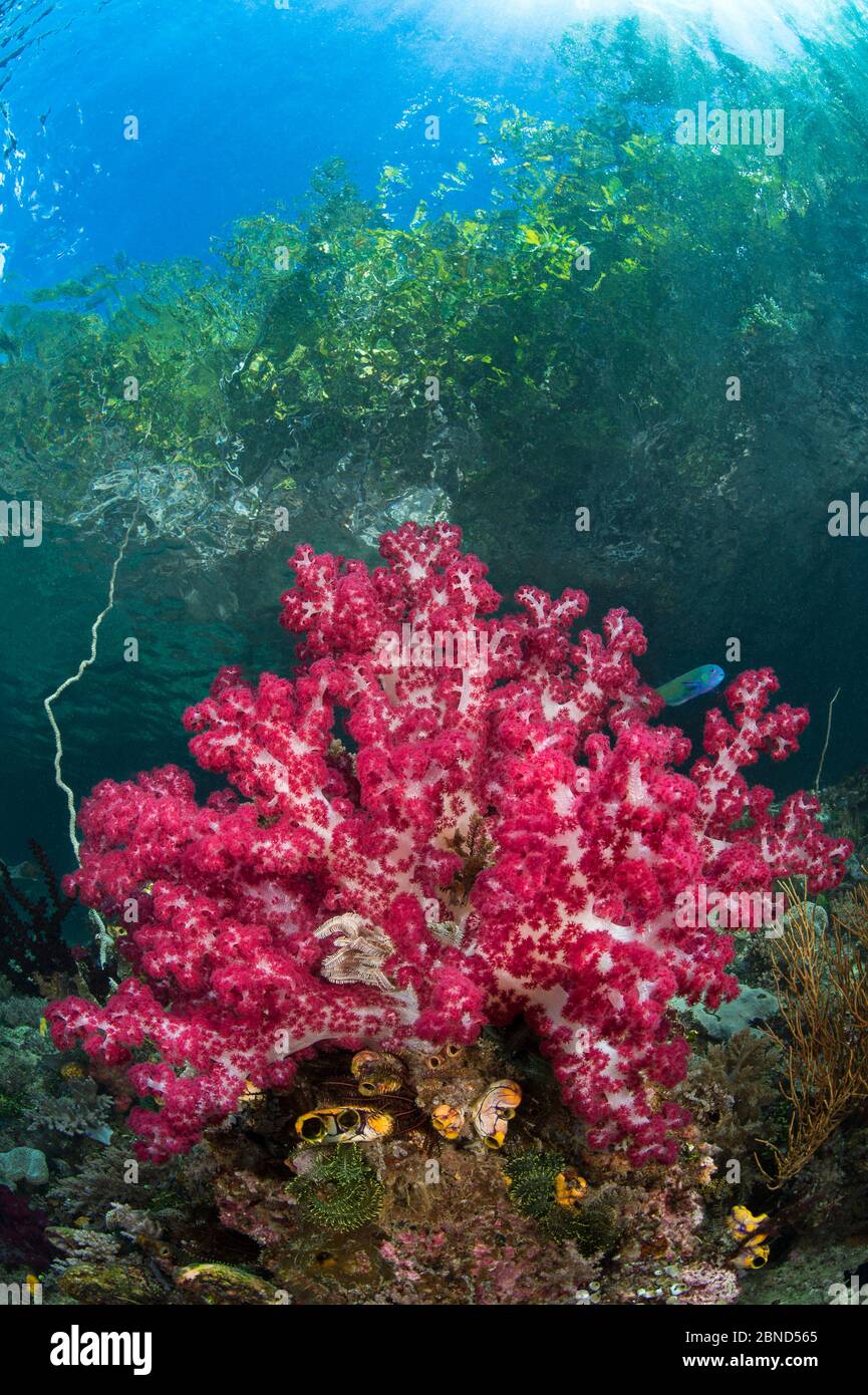 Weiche Korallen (Dendronepthya sp.) wachsen in sehr flachen Wasser unter Klippen mit Bäumen bedeckt. Channel Island, Waigeo, Raja Ampat, West Papua, Indonesien Stockfoto