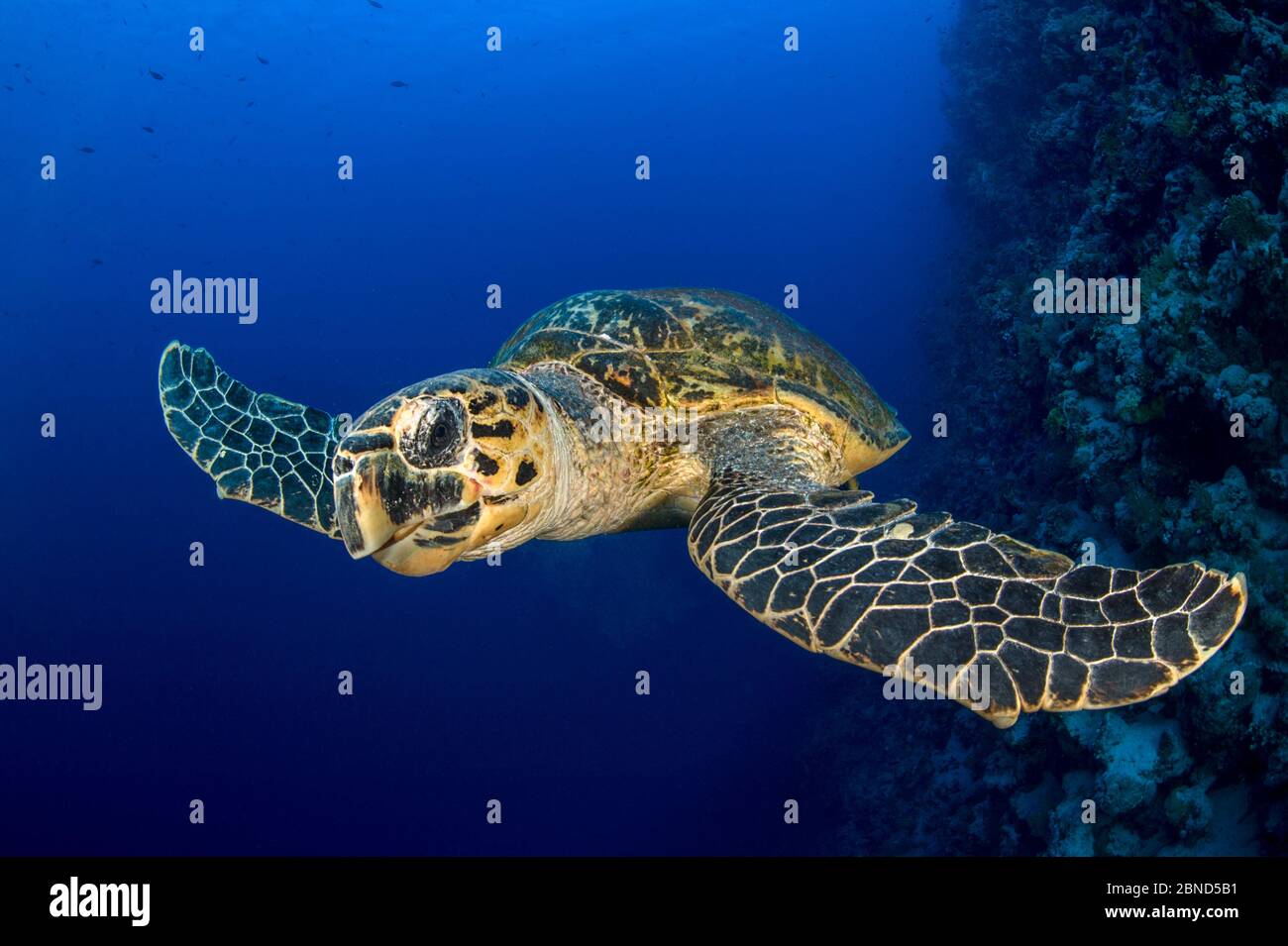 Hawksbill Schildkröte (Eretmochelys imbricata) schwimmen entlang einer Korallenriffwand, kauen auf einigen Korallen. Jackson Reef, Sinai, Ägypten. Straße von Tiran, Red SE Stockfoto