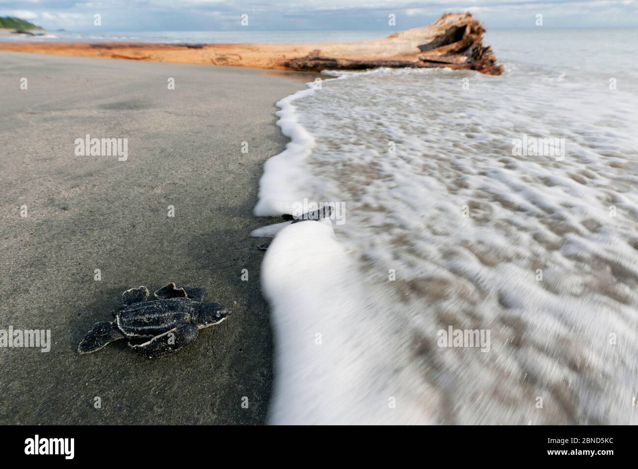 Lederschildkröte (Dermochelys coriacea), die zum Meer läuft, Jamursbamedi, West Papua, Indonesien. Stockfoto