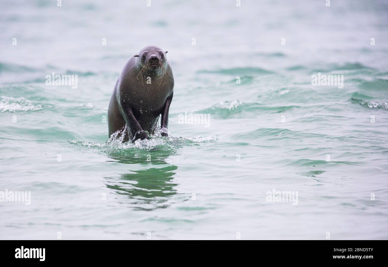 Südafrikanischer Seebär (Arctocephalus percivali percivali) spielen in den Wellen, Walvis Bay, Namibia. Stockfoto