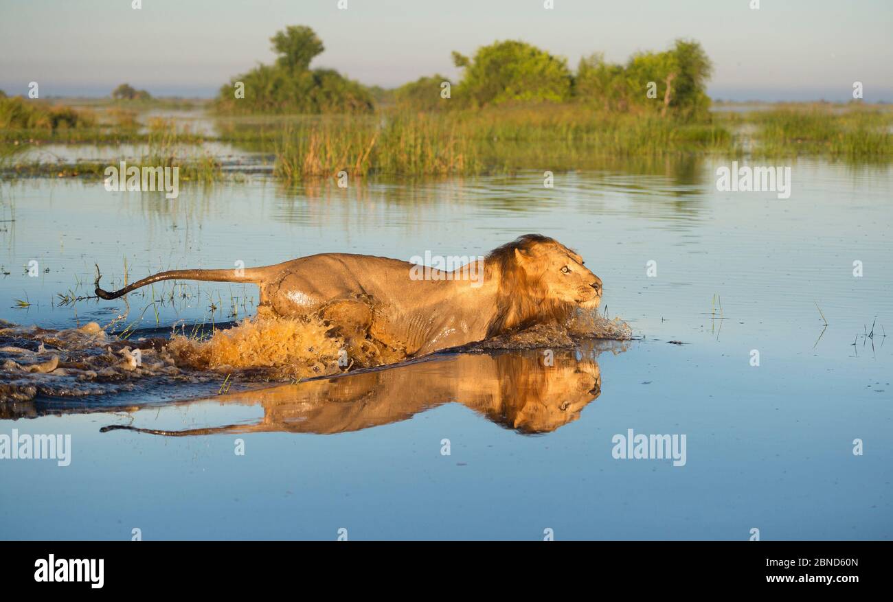 Löwe (Panthera leo), der Wasser überquert, Okavango Delta, Botswana. Stockfoto