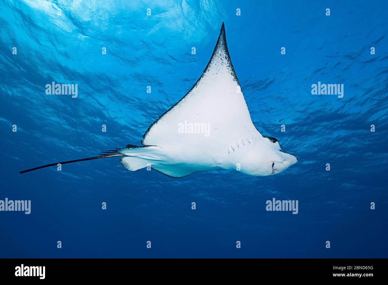 Okellierter Adlerrochen (Aetobatus ocellatus) in Eagle Ray City, Saipan, Nördliche Marianen. Stockfoto