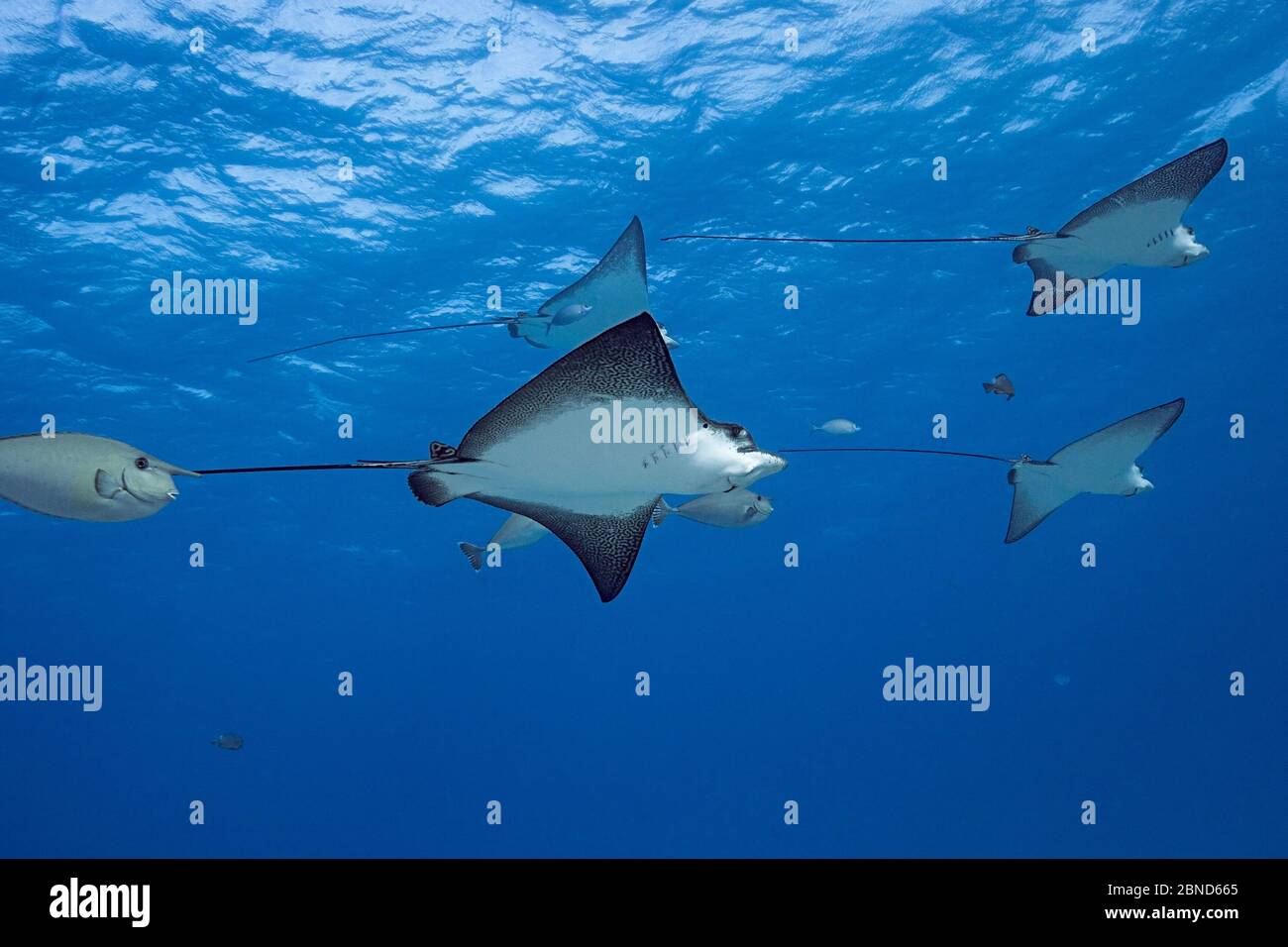 Verkockelte Adlerrochen (Aetobatus ocellatus) begleitet von Weißmargin-Einhornfisch (Naso annulatus) in Eagle Ray City, Saipan, Nördliche Marianen Stockfoto