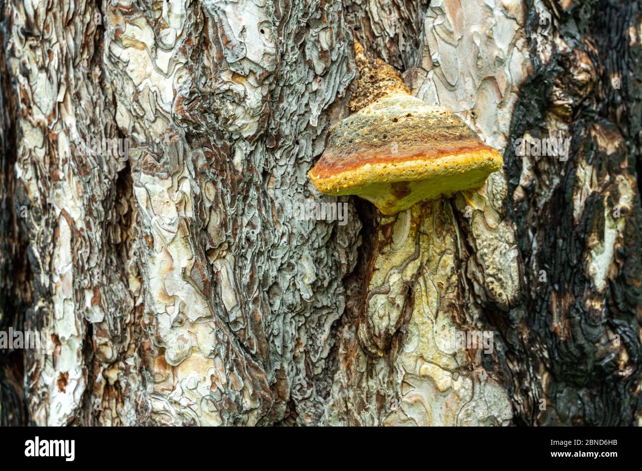 Pilz-Chaga auf einem verbrannten Kiefernstamm Stockfoto