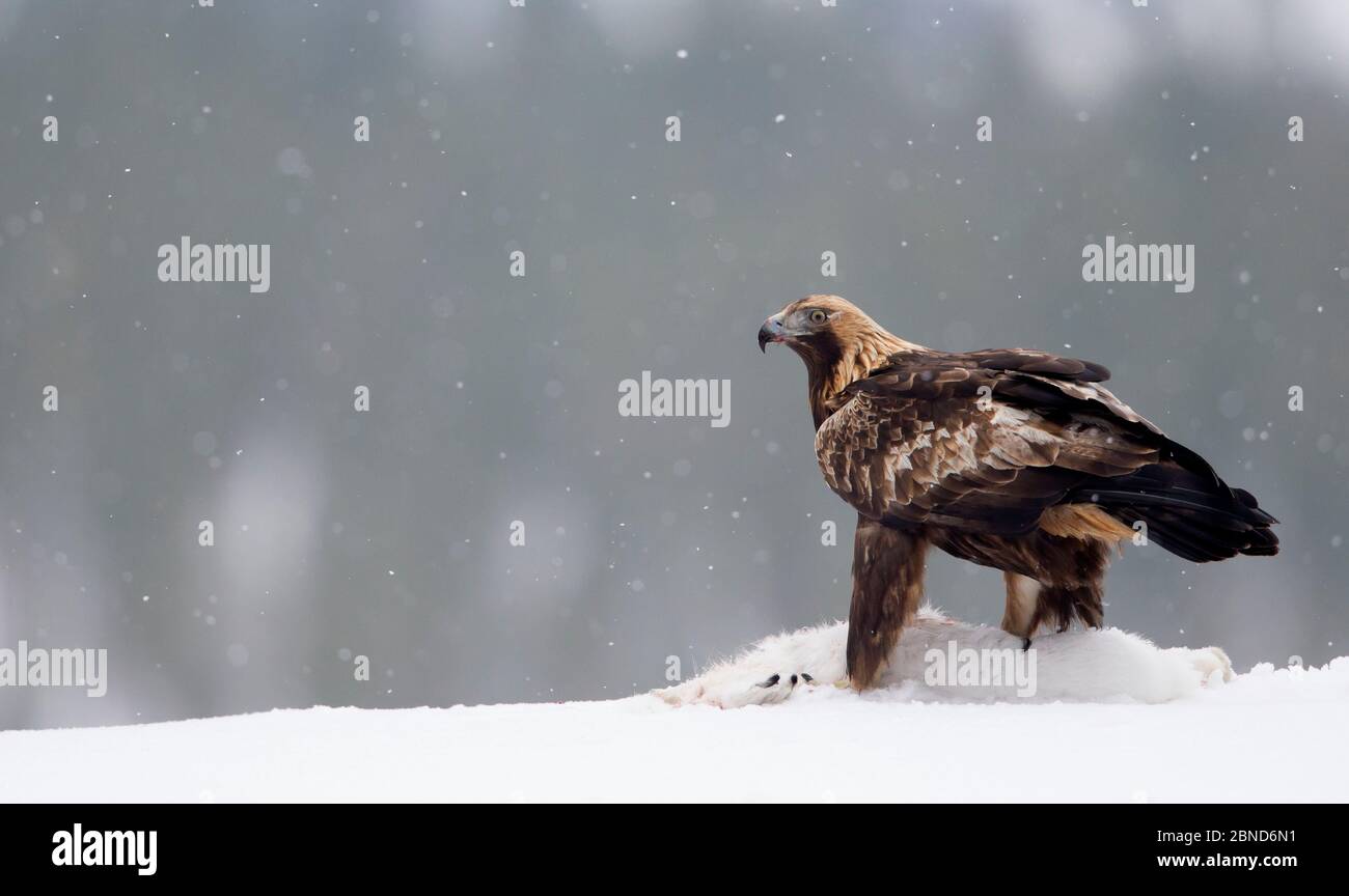 Steinadler (Aquila chrysaetos) im Schnee, Oulanka Nationalpark, Finnland, April Stockfoto