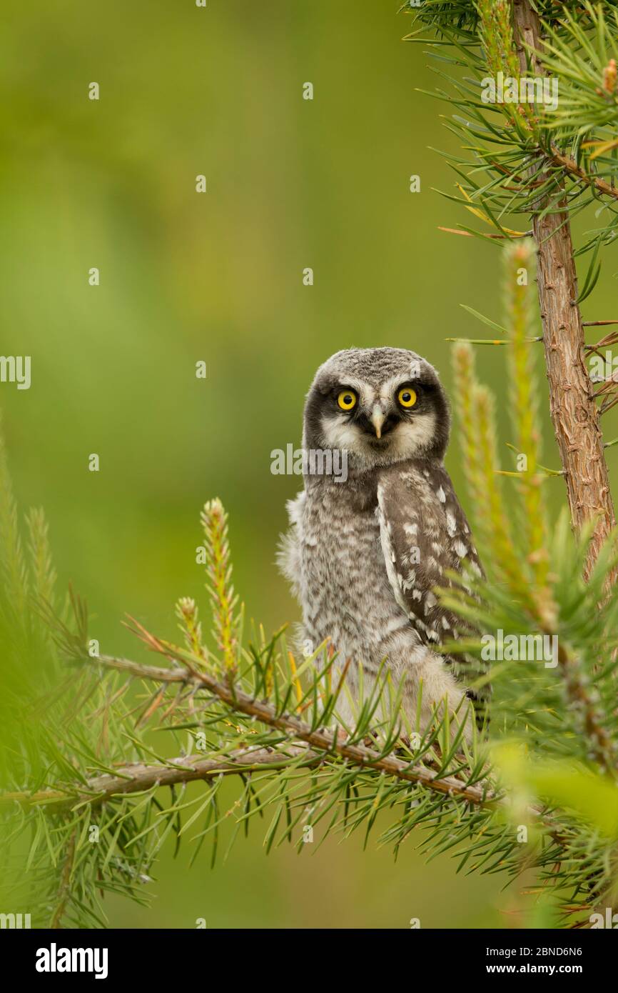 Hawk Owl thront (Surnia ulula), Finnland, Juni. Stockfoto