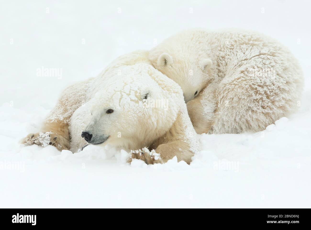 Eisbär (Ursus maritimus) Weibchen und Junge, Churchill, Kanada, November Stockfoto