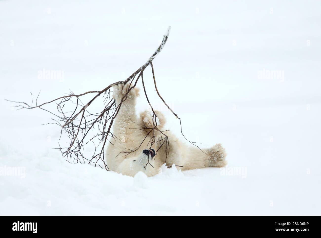 Eisbär (Ursus maritimus) Junge spielt mit Zweig, Churchill, Kanada, November Stockfoto