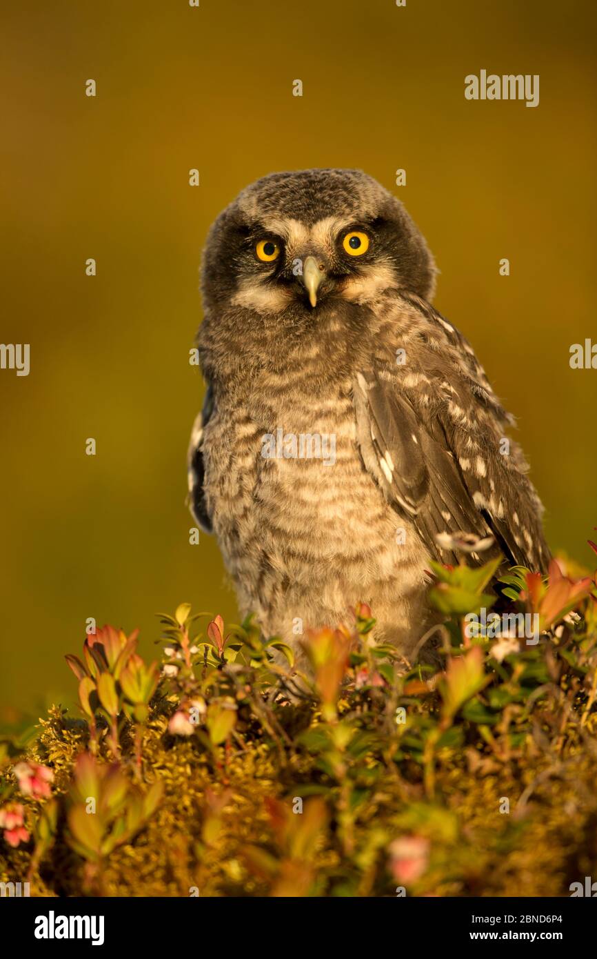 Hawk Owl Young (Surnia ulula), Finnland, Juni. Stockfoto