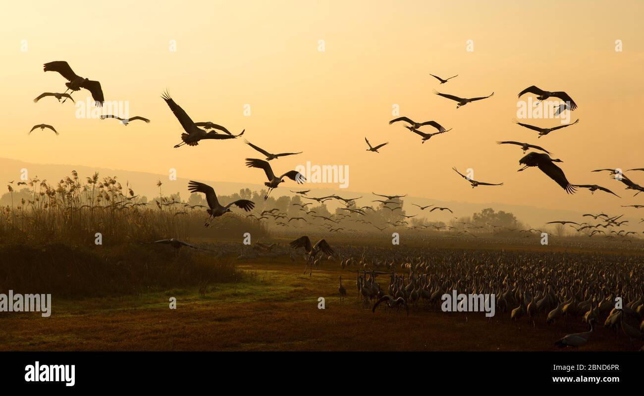 Kraniche (Grus grus) im Morgengrauen, Hula-Tal, Nordisraelisch, Januar Stockfoto