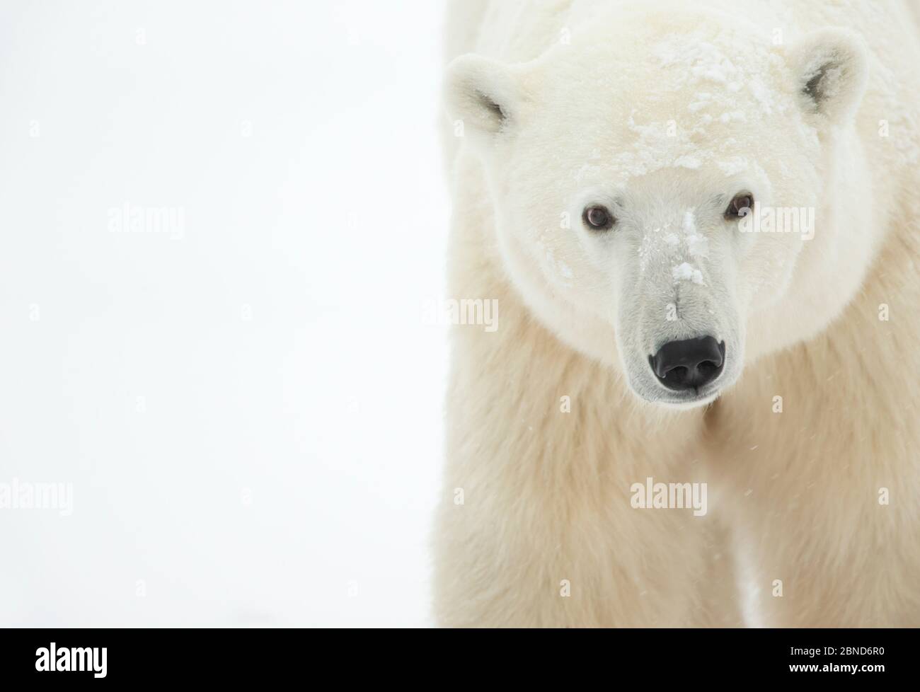 Eisbär (Ursus maritimus) weiblich, Churchill, Kanada, November Stockfoto