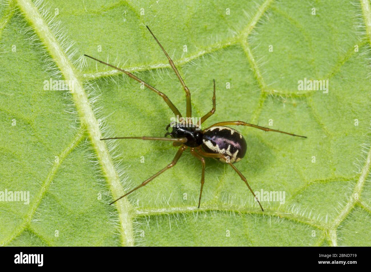 Anelosimus vittatus Fotos und Bildmaterial in hoher Auflösung Alamy