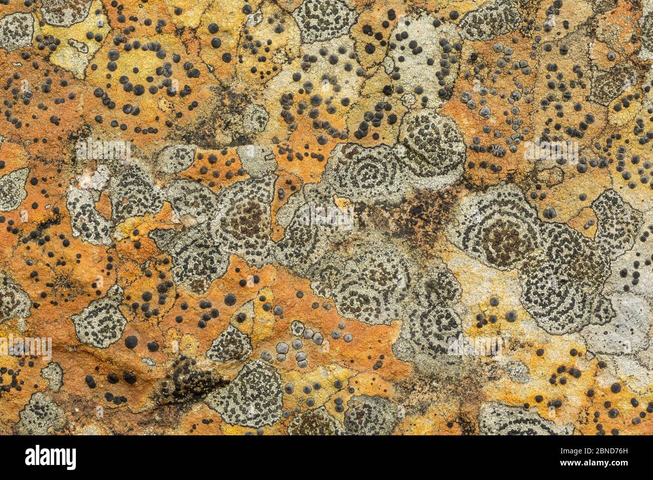 Zwei Flechten, konzentrische Felsflechten (Porpidia crustulata) und Lecidea lithophila, auf Sandstein. Derbyshire, England, Großbritannien, September. Stockfoto
