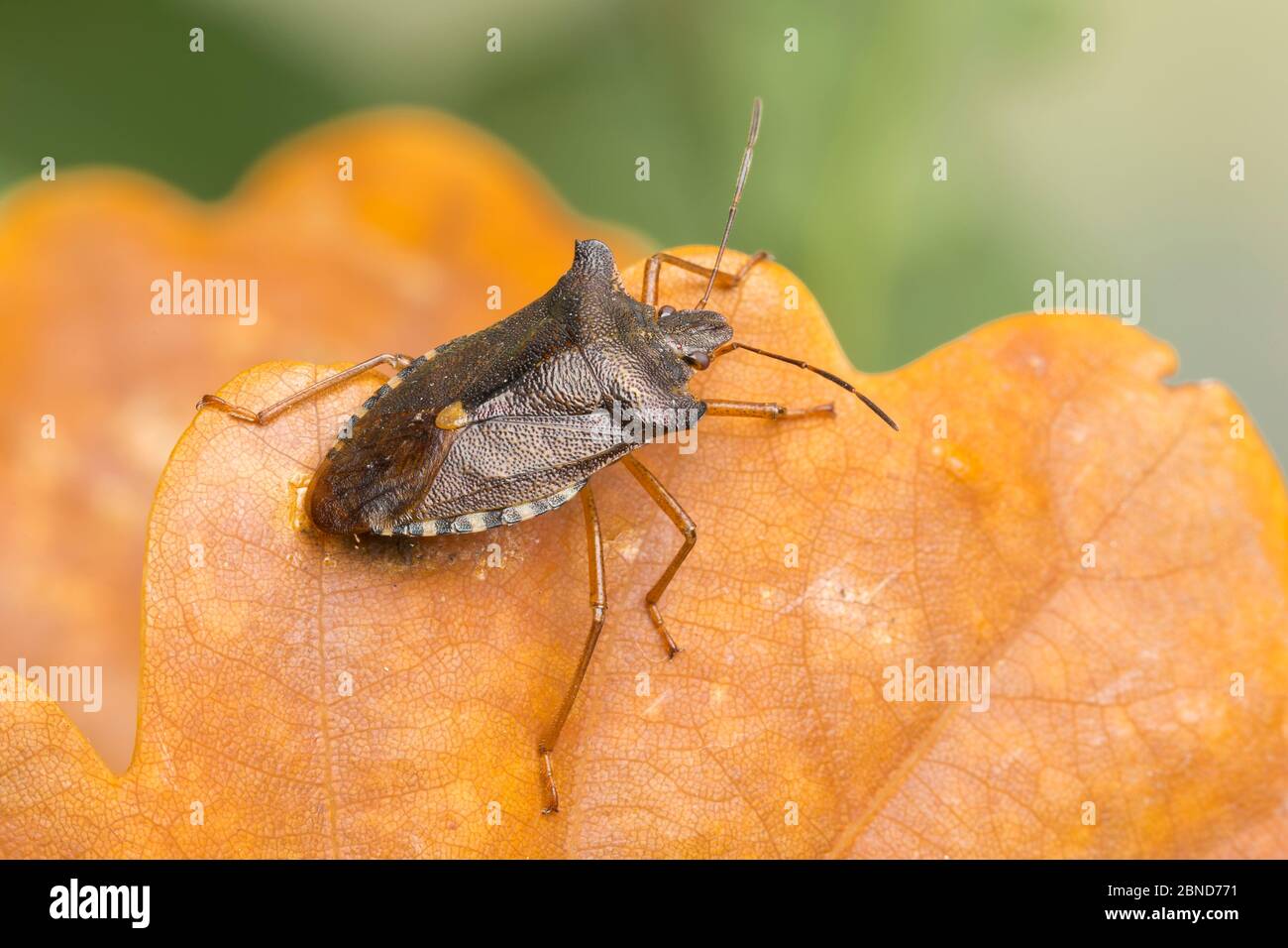 Rotbeinige Schildbug (Pentatoma rufipes) Derbyshire, England, Großbritannien, September. Fokussieren eines gestapelten Bildes. Stockfoto