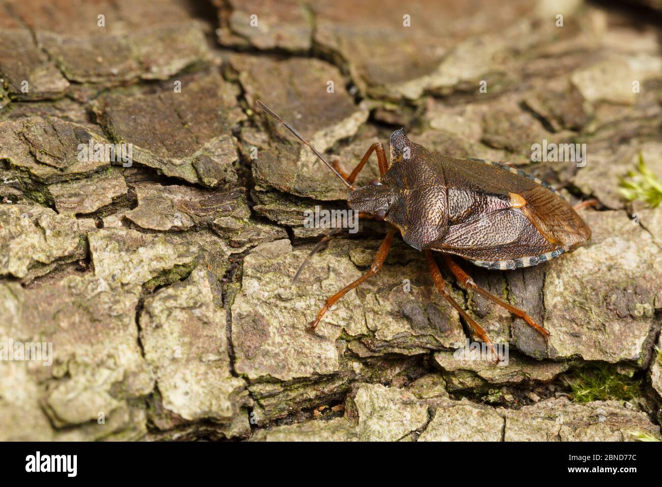 Rotbeinige Schildbug (Pentatoma rufipes) Derbyshire, England, Großbritannien, September. Fokussieren eines gestapelten Bildes. Stockfoto