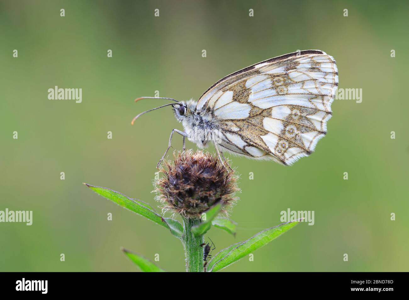 Marmorierte weiße Schmetterlinge (Melanargia galathea), die auf dem Kopf der Samen ruhen, North Yorkshire, England, Großbritannien, Juli. Stockfoto