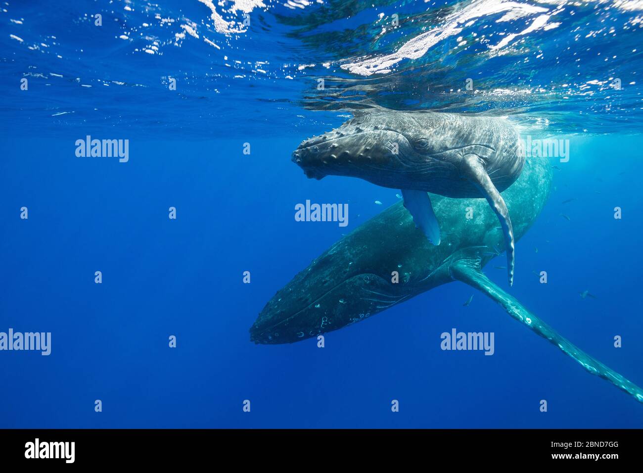 Buckelwale (Megaptera novaeangliae) Mutter und Kalb, Kohala, Kona, Hawaii, USA. Stockfoto